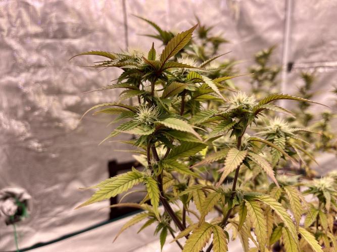 Pineapple Upside Down Cake Autopot. Week 25