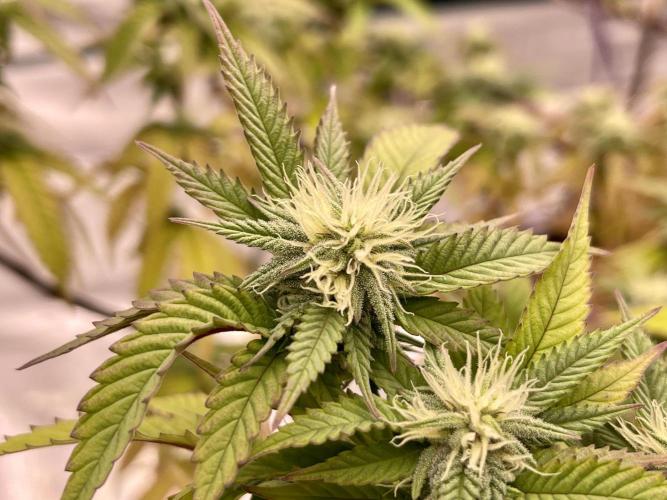 Pineapple Upside Down Cake Autopot. Week 25