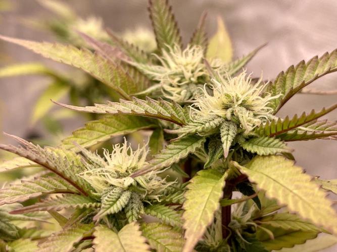 Pineapple Upside Down Cake Autopot. Week 25