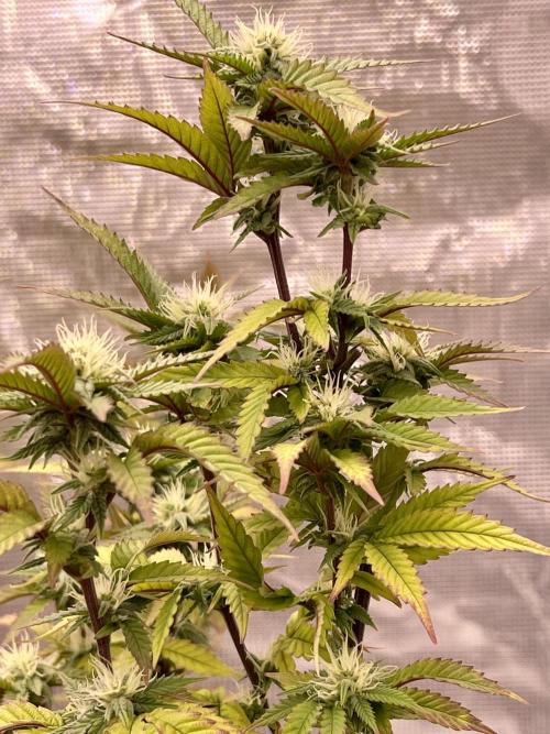 Pineapple Upside Down Cake Autopot. Week 25