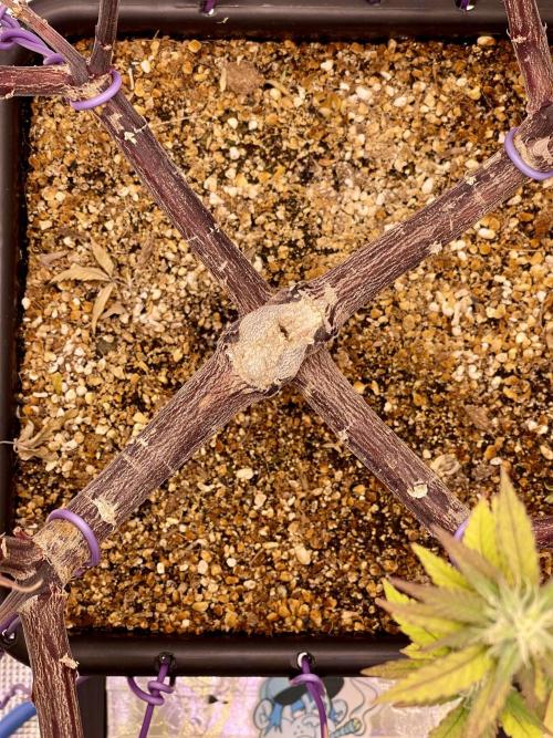 Pineapple Upside Down Cake Autopot. Week 25