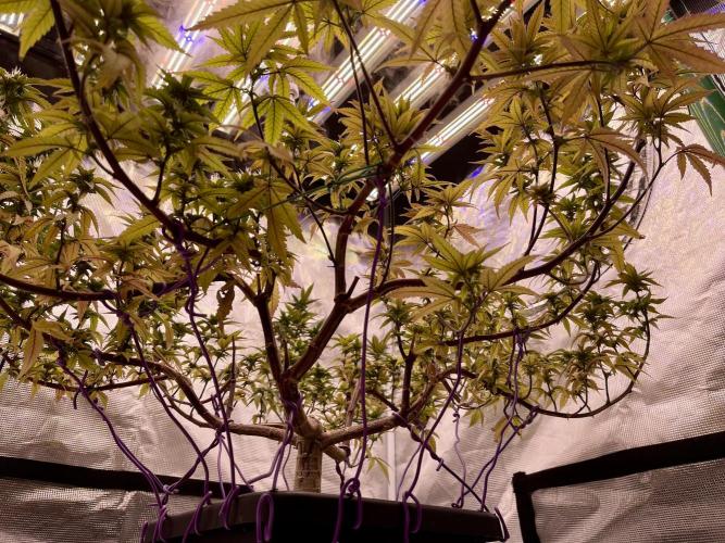 Pineapple Upside Down Cake Autopot. Week 25