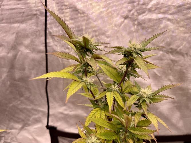 Pineapple Upside Down Cake Autopot. Week 25