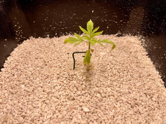 Humboldt Pineapple Round2. Week 2