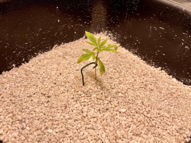 Humboldt Pineapple Round2. Week 2