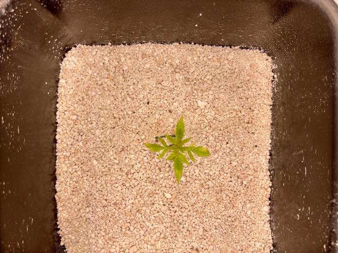 Humboldt Pineapple Round2. Week 2