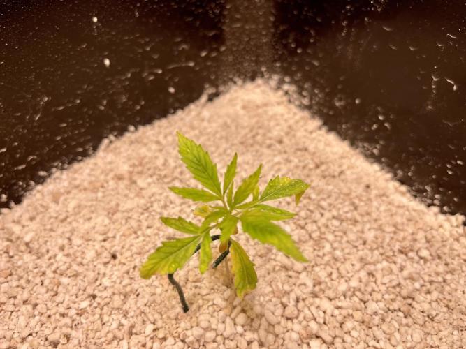 Humboldt Pineapple Round2. Week 2