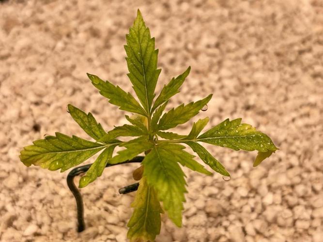 Humboldt Pineapple Round2. Week 2