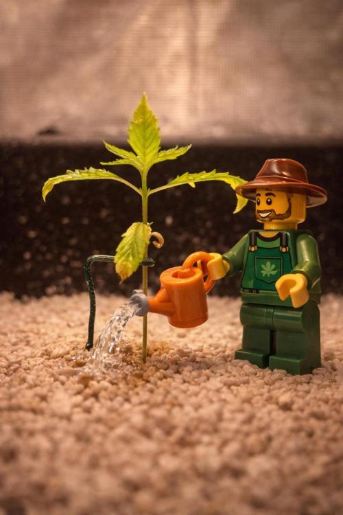 Humboldt Pineapple Round2. Week 2