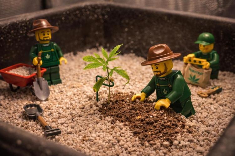 Humboldt Pineapple Round2. Week 2