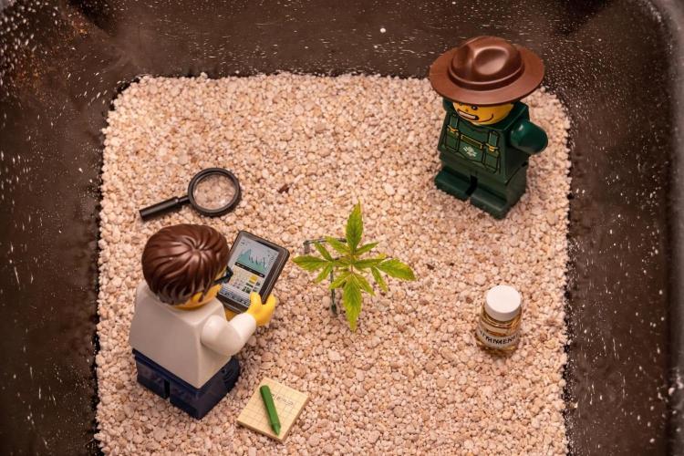 Humboldt Pineapple Round2. Week 2