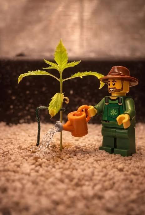 Humboldt Pineapple Round2