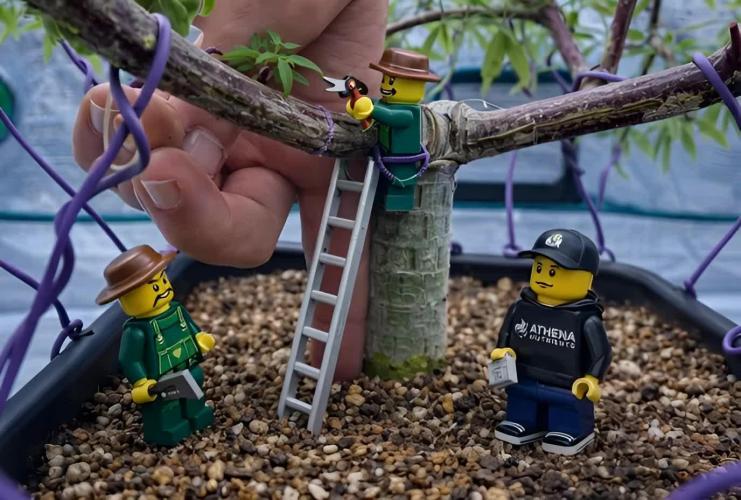 Pineapple Upside Down Cake Autopot