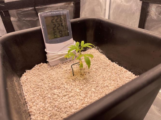 Humboldt Pineapple Round2. Week 2