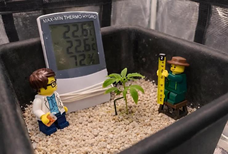 Humboldt Pineapple Round2