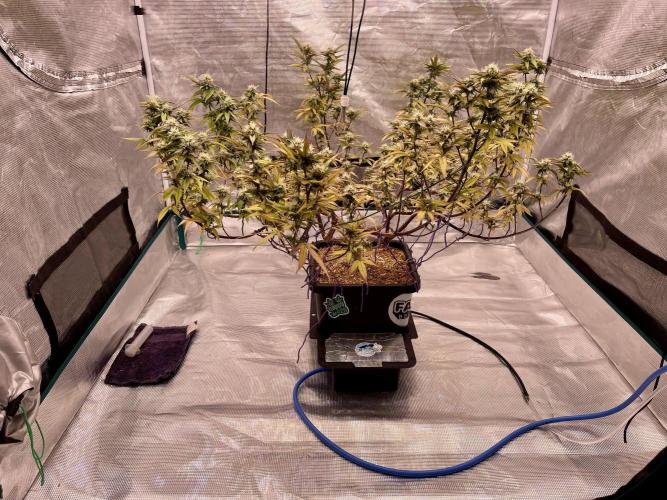 Pineapple Upside Down Cake Autopot. Week 26