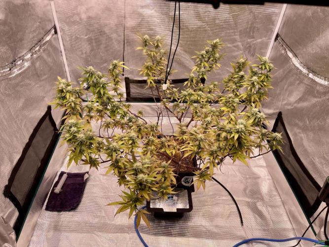 Pineapple Upside Down Cake Autopot. Week 26