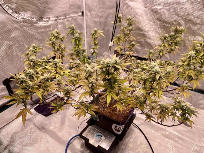 Pineapple Upside Down Cake Autopot. Week 26