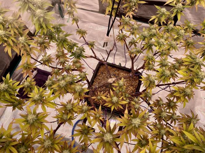 Pineapple Upside Down Cake Autopot. Week 26