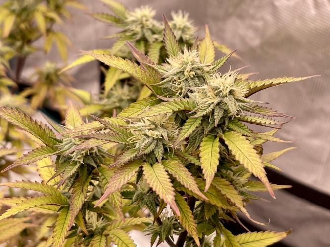 Pineapple Upside Down Cake Autopot. Week 26