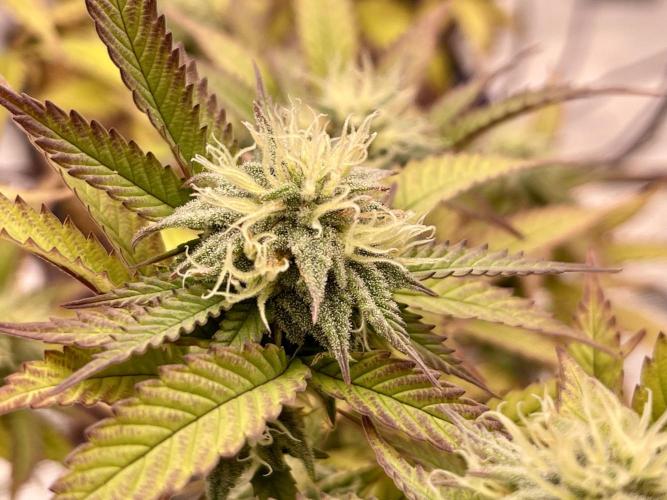 Pineapple Upside Down Cake Autopot. Week 26