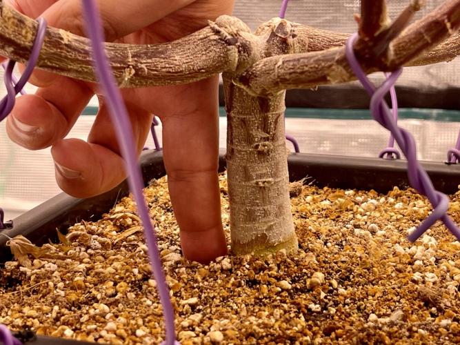 Pineapple Upside Down Cake Autopot. Week 26