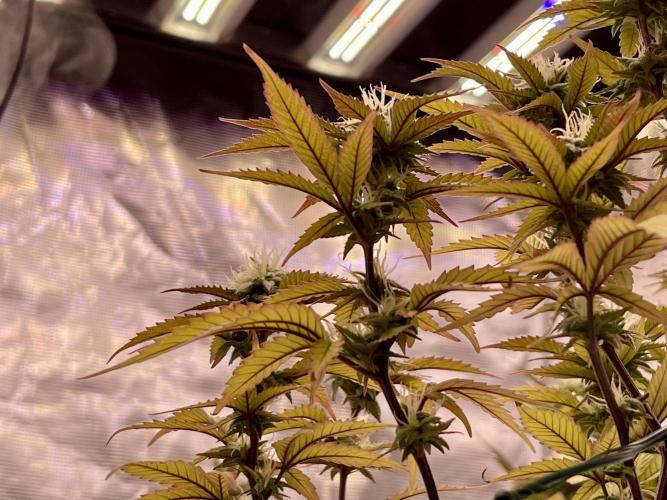 Pineapple Upside Down Cake Autopot. Week 26