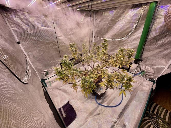 Pineapple Upside Down Cake Autopot. Week 26