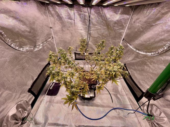 Pineapple Upside Down Cake Autopot. Week 26