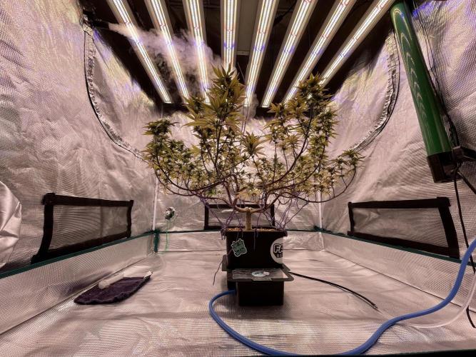 Pineapple Upside Down Cake Autopot. Week 26