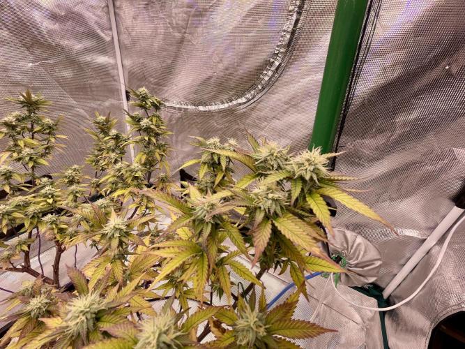 Pineapple Upside Down Cake Autopot. Week 26