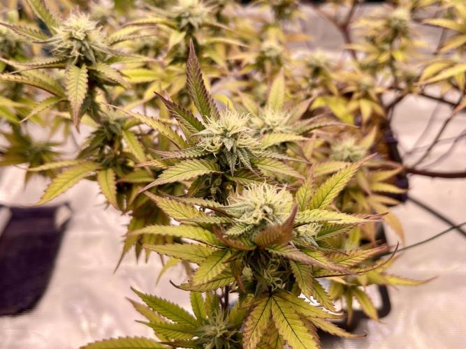 Pineapple Upside Down Cake Autopot. Week 26