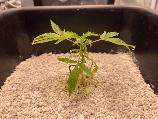 Humboldt Pineapple Round2. Week 3