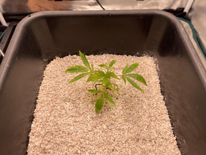 Humboldt Pineapple Round2. Week 3