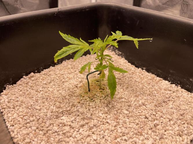 Humboldt Pineapple Round2. Week 3