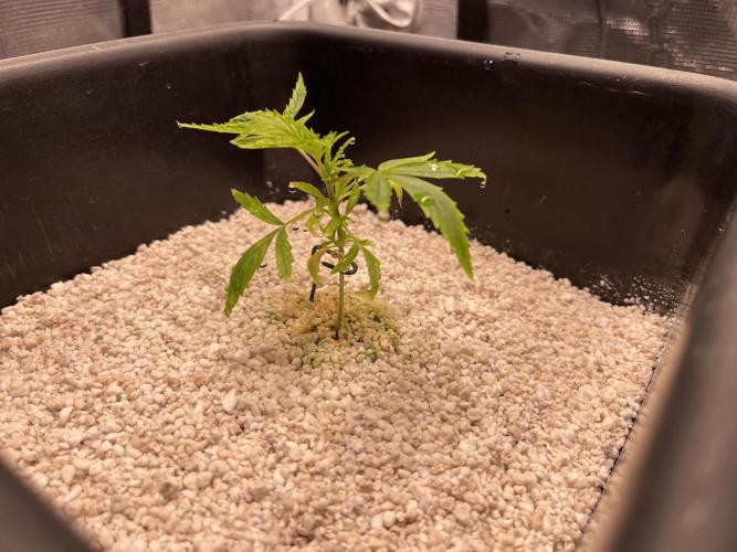 Humboldt Pineapple Round2. Week 3