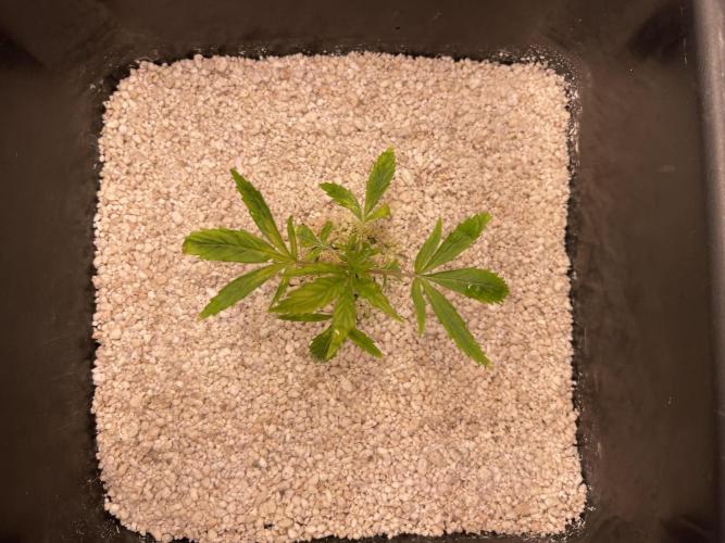 Humboldt Pineapple Round2. Week 3