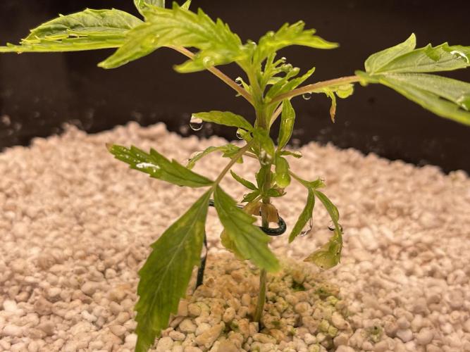 Humboldt Pineapple Round2. Week 3