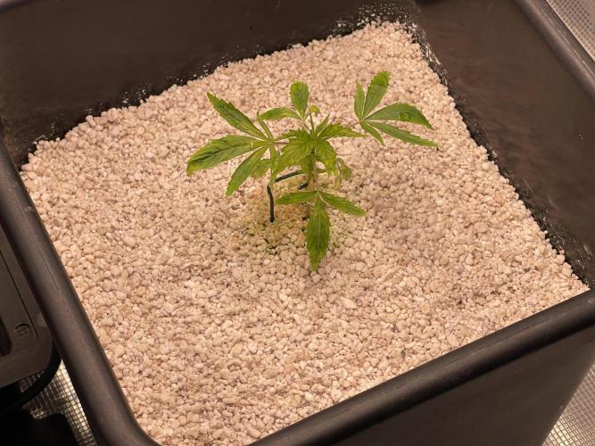 Humboldt Pineapple Round2. Week 3