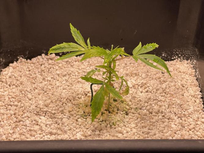 Humboldt Pineapple Round2. Week 3