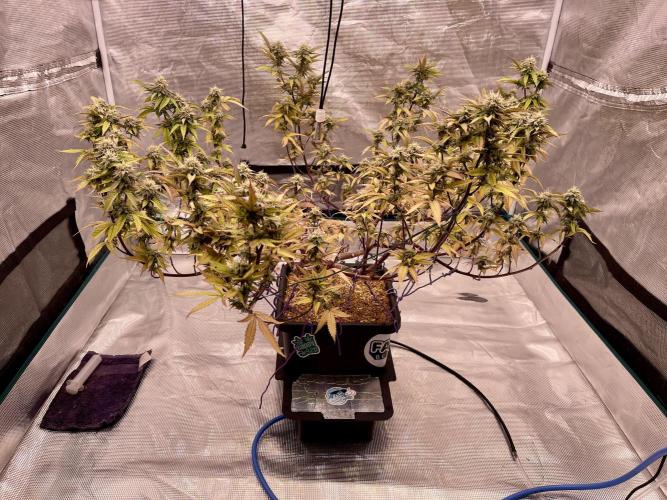 Pineapple Upside Down Cake Autopot. Week 27