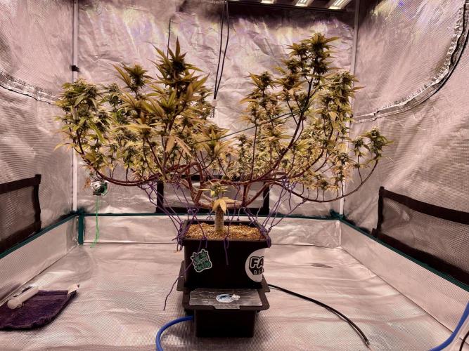 Pineapple Upside Down Cake Autopot. Week 27