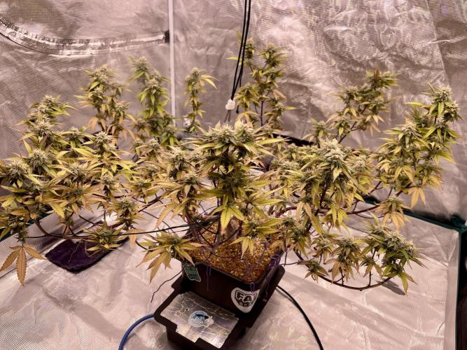 Pineapple Upside Down Cake Autopot. Week 27