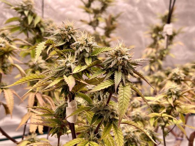 Pineapple Upside Down Cake Autopot. Week 27