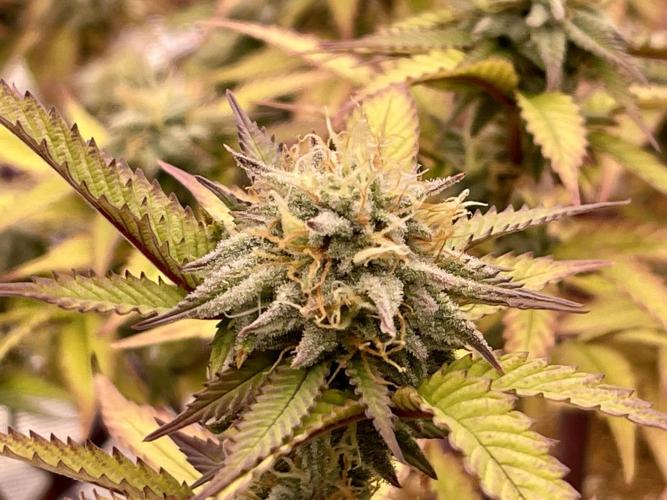 Pineapple Upside Down Cake Autopot. Week 27