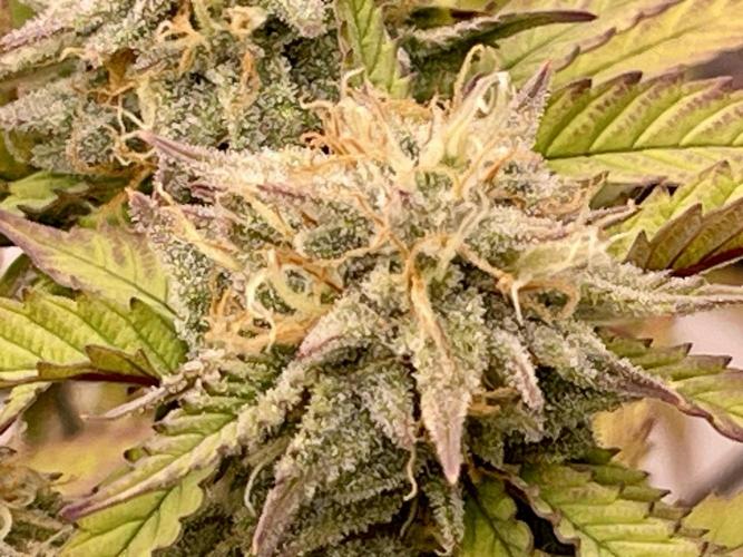 Pineapple Upside Down Cake Autopot. Week 27