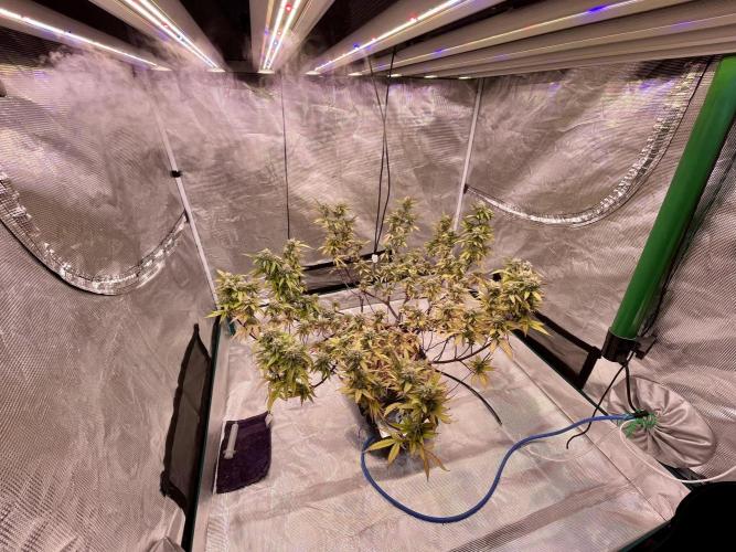 Pineapple Upside Down Cake Autopot. Week 27