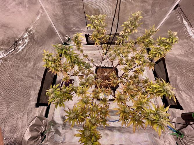 Pineapple Upside Down Cake Autopot. Week 27