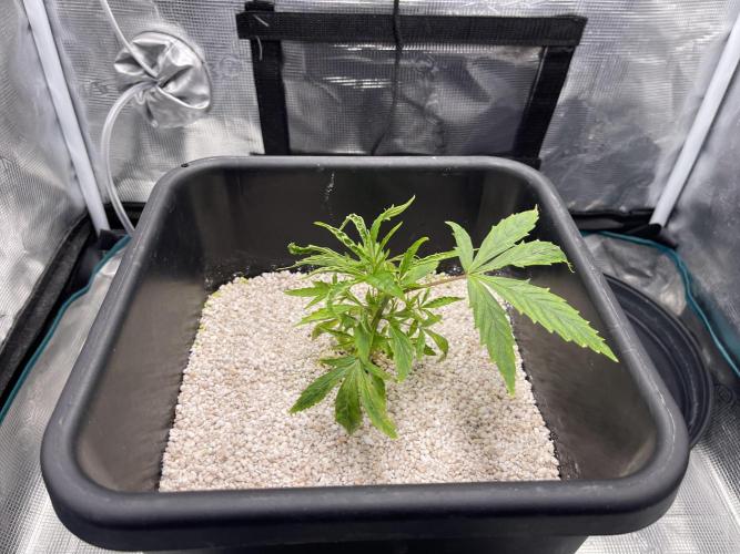 Humboldt Pineapple Round2. Week 4