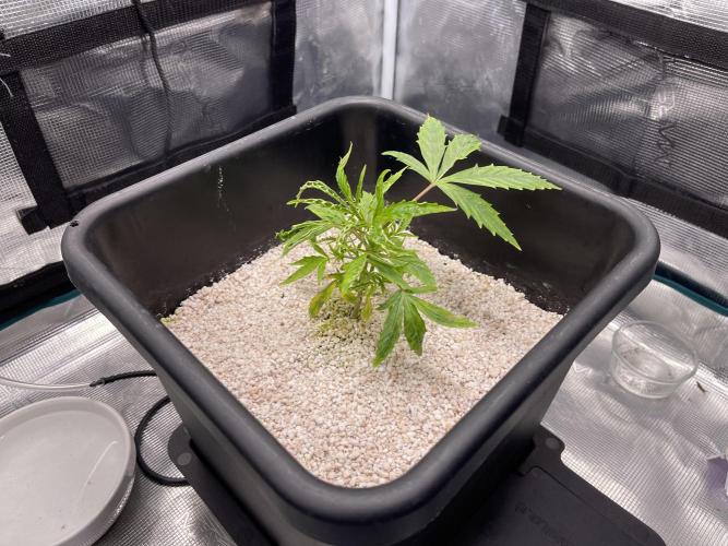 Humboldt Pineapple Round2. Week 4